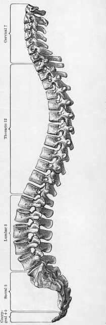 Human Spine